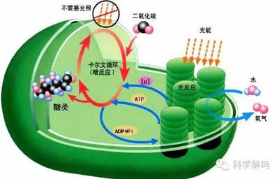 我國科學家破解光合作用結構，推動綠色能源與農業革新